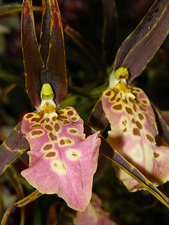 Bratonia (Miltassia) Shelob Tolkien Orchid exhibit in the Botanical Garden of Leuven, Belgium.  Belgium,Brassia Edvah Loo x Brassia Rex × Miltonia Minas Gerais,Bratonia Shelob 'Tolkien',Geotagged,Spring
