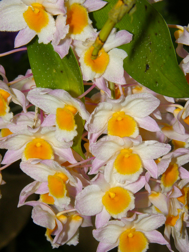 Farmers dendrobium - Dendrobium farmeri Orchid exhibit in the Botanical Garden of Leuven, Belgium.  Belgium,Dendrobium farmeri,Farmers dendrobium,Geotagged,Spring