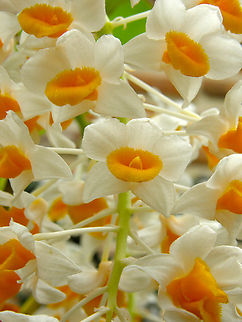Pinecone-like raceme dendrobium - Dendrobium thyrsiflorum Orchid exhibit in the Botanical Garden of Leuven, Belgium.  Dendrobium thyrsiflorum,Pinecone-like raceme dendrobium