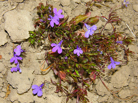 Garden Lobelia - Lobelia erinus Kruidtuin, Leuven. Belgium,Garden Lobelia,Geotagged,Lobelia erinus,Spring