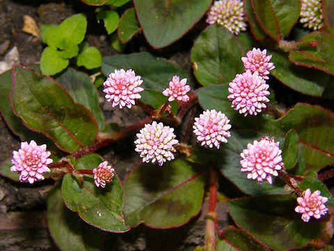 Pink-headed Persicaria - Persicaria capitata Kruidtuin, Leuven. Belgium,Geotagged,Persicaria capitata,Pink-headed Persicaria,Spring