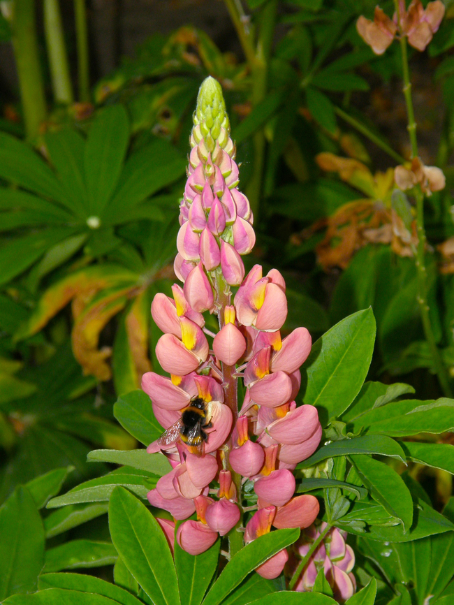 Bigleaf Lupine - Lupinus polyphyllus Kruidtuin, Leuven. Belgium,Bigleaf Lupine,Geotagged,Lupinus polyphyllus,Spring