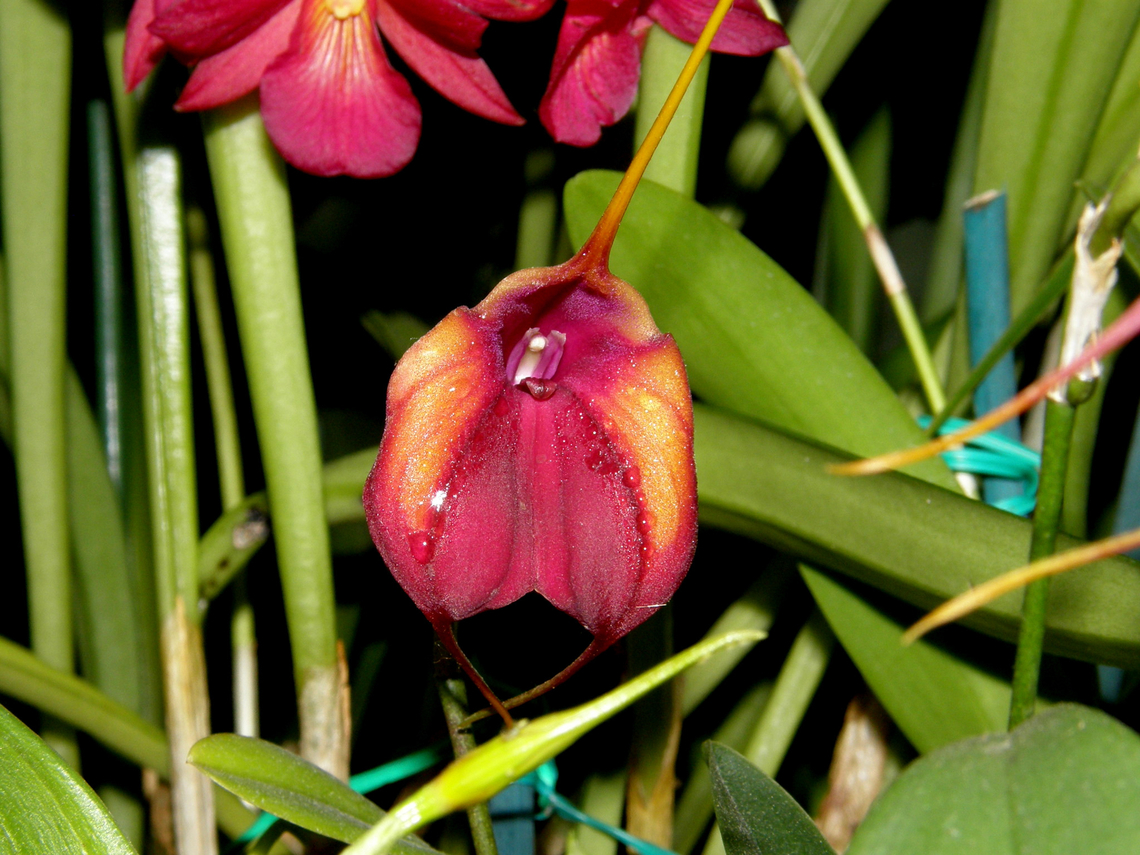 Masdevallia Elven Gem Orchid exhibit in the Botanical Garden of Leuven, Belgium.  Belgium,Geotagged,Masdevallia Elven Gem,Masdevallia welischii x  Masdevallia infracta,Spring