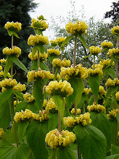 Turkish sage- Phlomis lunariifolia var russeliana Kruidtuin, Leuven.  Belgium,Geotagged,Phlomis russeliana,Spring,Turkish sage