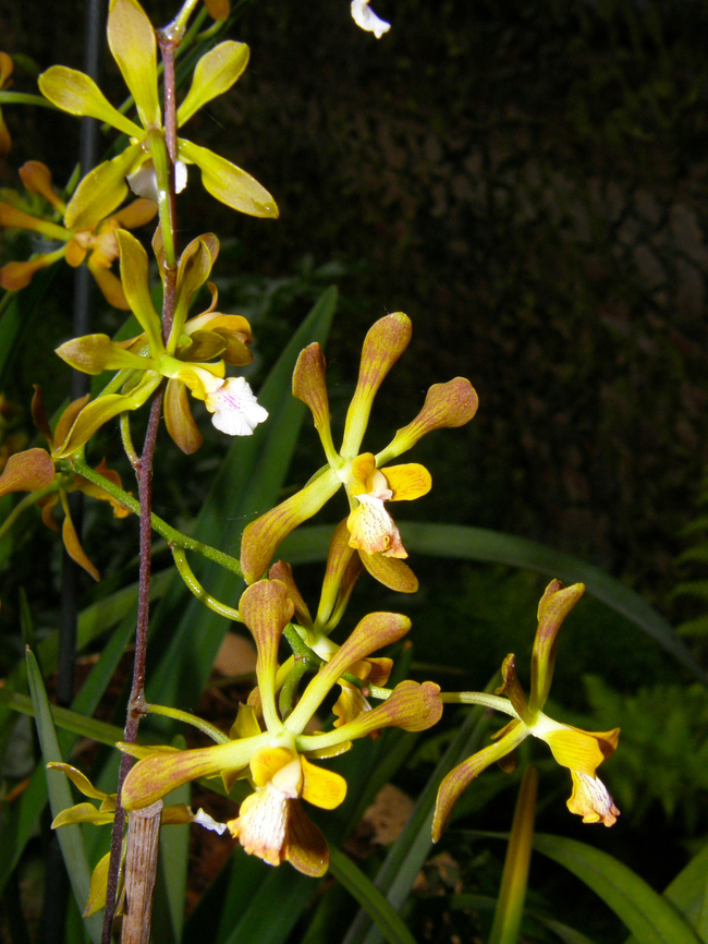 Encyclia alata Orchid exhibit in the Botanical Garden of Leuven, Belgium.  Belgium,Encyclia alata,Geotagged,Spring