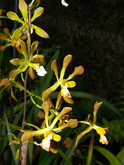 Encyclia alata Orchid exhibit in the Botanical Garden of Leuven, Belgium.  Belgium,Encyclia alata,Geotagged,Spring