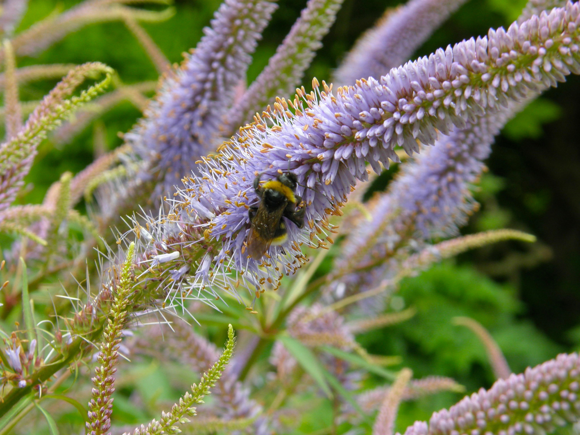 Sibirian veronicastrum - Veronicastrum sibiricum Botanical Garden (Kruidtuin) of Leuven, Belgium.  Belgium,Geotagged,Sibirian veronicastrum,Spring,Veronicastrum sibiricum