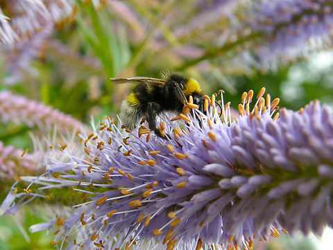 Vestal cuckoo bumblebee - Bombus vestalis Botanical Garden (Kruidtuin) of Leuven, Belgium.  Belgium,Bombus vestalis,Geotagged,Spring,Vestal cuckoo bumblebee