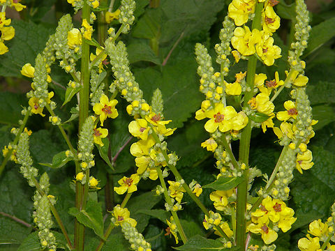 Dark mullein - Verbascum nigrum Botanical Garden (Kruidtuin) of Leuven, Belgium.  Belgium,Dark mullein,Geotagged,Spring,Verbascum nigrum