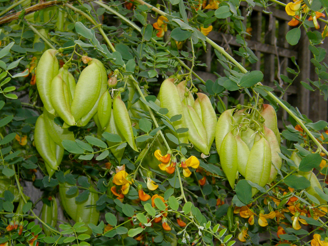 Bladder-senna - Colutea arborescens Botanical Garden (Kruidtuin) of Leuven, Belgium.  Belgium,Colutea arborescens,Geotagged,Spring