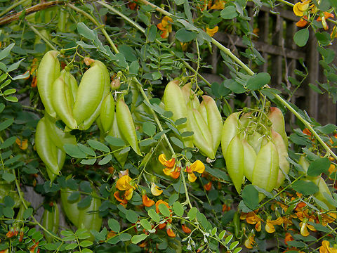 Bladder-senna - Colutea arborescens Botanical Garden (Kruidtuin) of Leuven, Belgium.  Belgium,Colutea arborescens,Geotagged,Spring