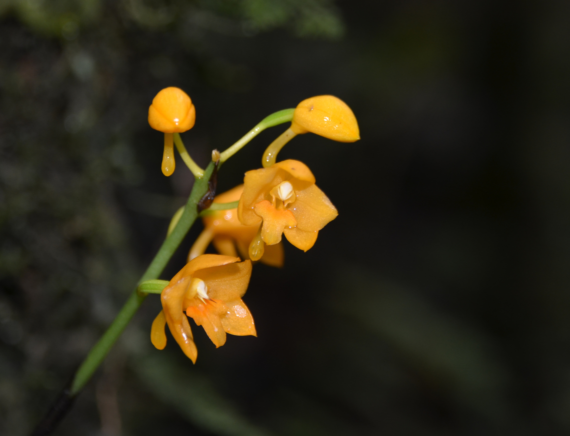 Calanthe musa-amanii Mount Kinabalu Botanical Garden, Sabah, Borneo. Calanthe musa-amanii,Fall,Geotagged,Malaysia,Musa Aman's Calanthe