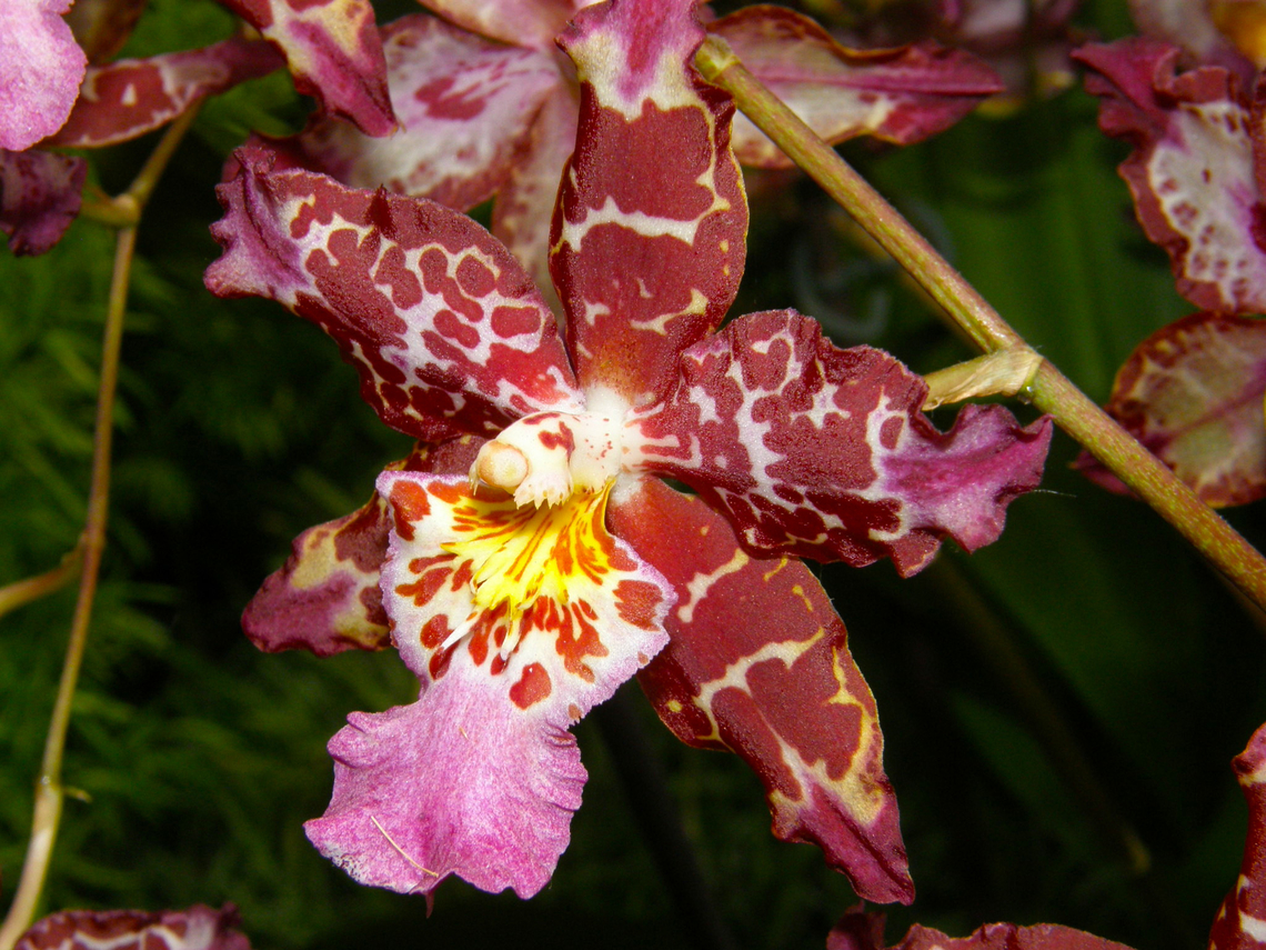 Wilsonara More info on this hybrid orchid genus here: <a href="https://en.wikipedia.org/wiki/Wilsonara" rel="nofollow">https://en.wikipedia.org/wiki/Wilsonara</a><br />
Orchid exhibit in the Botanical Garden of Leuven, Belgium.  Belgium,Geotagged,Orchidaceae,Orchids,Spring,Wilsonara,orchid