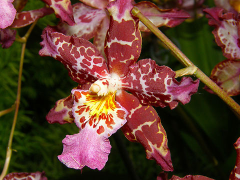 Wilsonara More info on this hybrid orchid genus here: https://en.wikipedia.org/wiki/Wilsonara
Orchid exhibit in the Botanical Garden of Leuven, Belgium.  Belgium,Geotagged,Orchidaceae,Orchids,Spring,Wilsonara,orchid