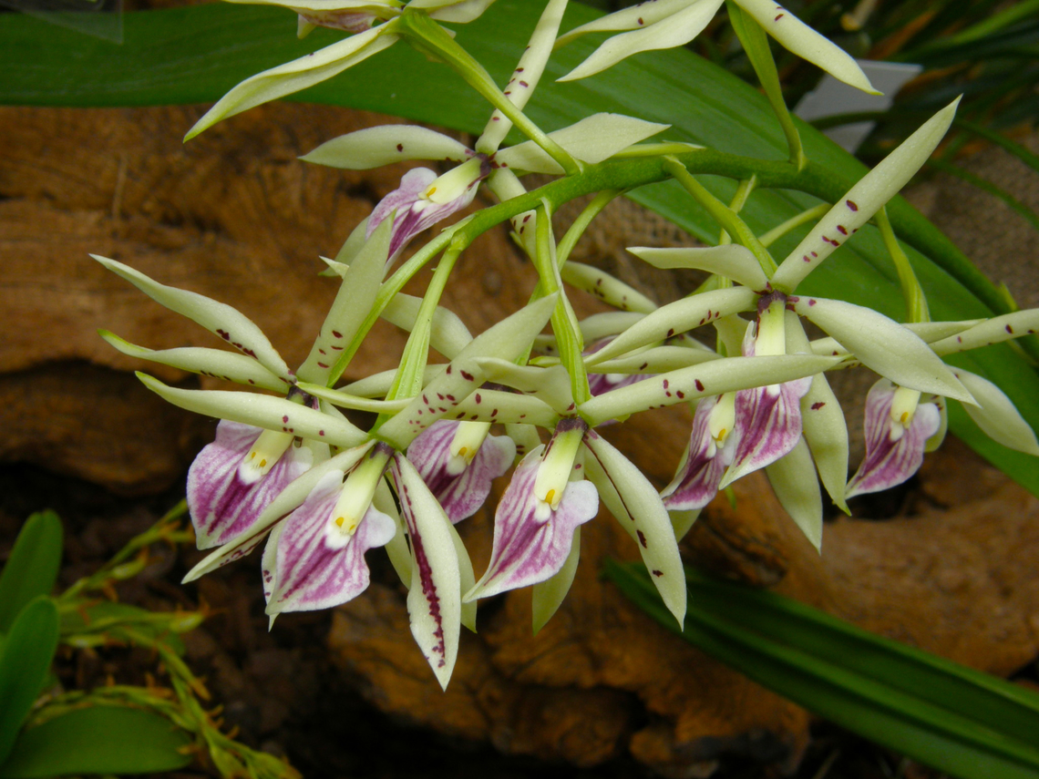 Epidendrum lancifolium_x prismatocarpum Still have to check how to enter this one.<br />
Orchid exhibit in the Botanical Garden of Leuven, Belgium.  Belgium,Geotagged,Spring