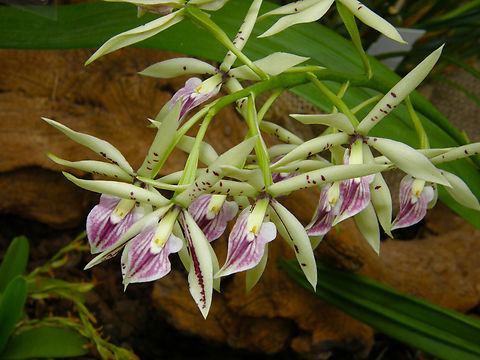 Epidendrum lancifolium_x prismatocarpum Still have to check how to enter this one.
Orchid exhibit in the Botanical Garden of Leuven, Belgium.  Belgium,Geotagged,Spring