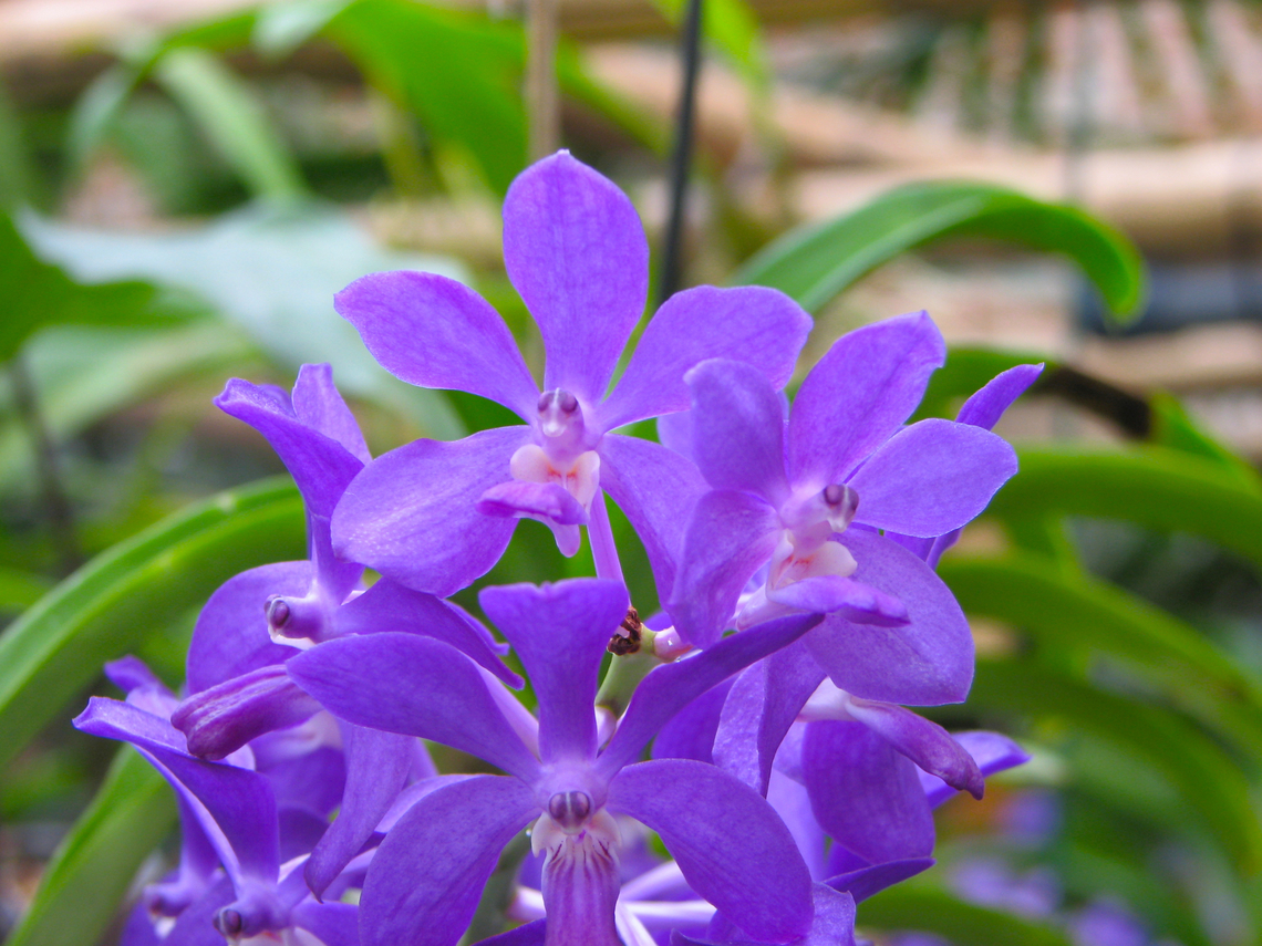 Vandachostylis prapawan Orchid exhibit in the Botanical Garden of Leuven, Belgium.  Belgium,Geotagged,Prapawan Blue,Spring,Vandachostylis prapawan