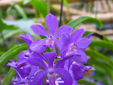 Vandachostylis prapawan Orchid exhibit in the Botanical Garden of Leuven, Belgium.  Belgium,Geotagged,Prapawan Blue,Spring,Vandachostylis prapawan