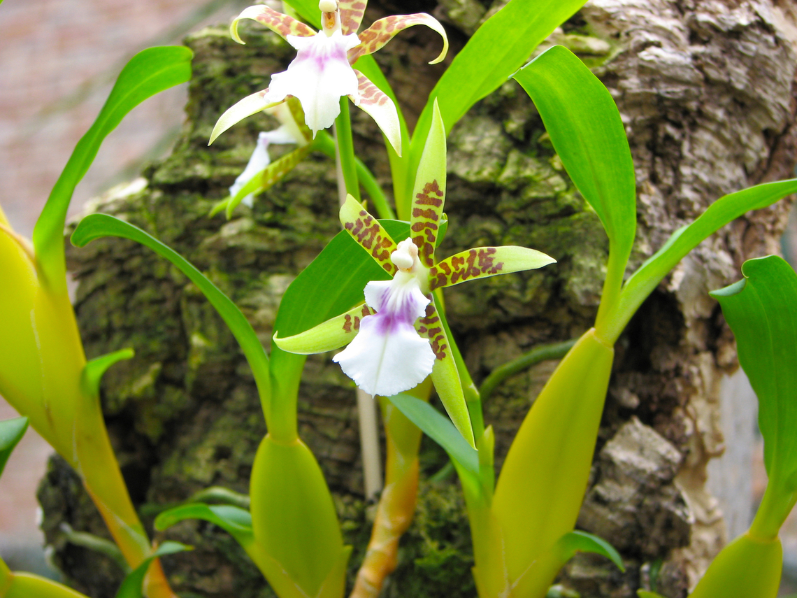 Aspasia lunata Orchid exhibit in the Botanical Garden of Leuven, Belgium.  Aspasia lunata,Belgium,Geotagged,Spring