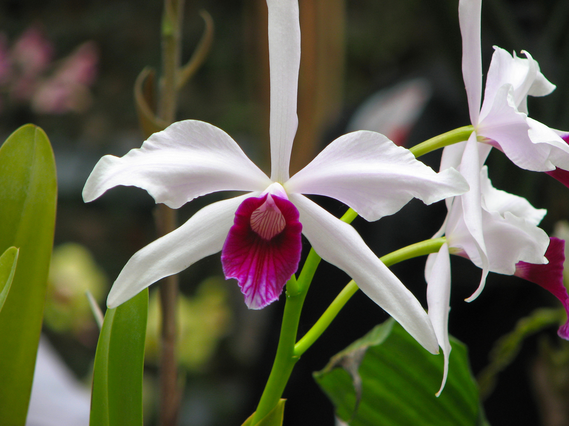Laelia/Cattleya purpurata Orchid exhibit in the Botanical Garden of Leuven, Belgium.  Belgium,Cattleya purpurata,Geotagged,Spring