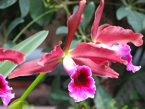 The Dark Laelia - Cattleya tenebrosa Orchid exhibit in the Botanical Garden of Leuven, Belgium.  Belgium,Cattleya tenebrosa,Geotagged,Spring,The Dark Laelia