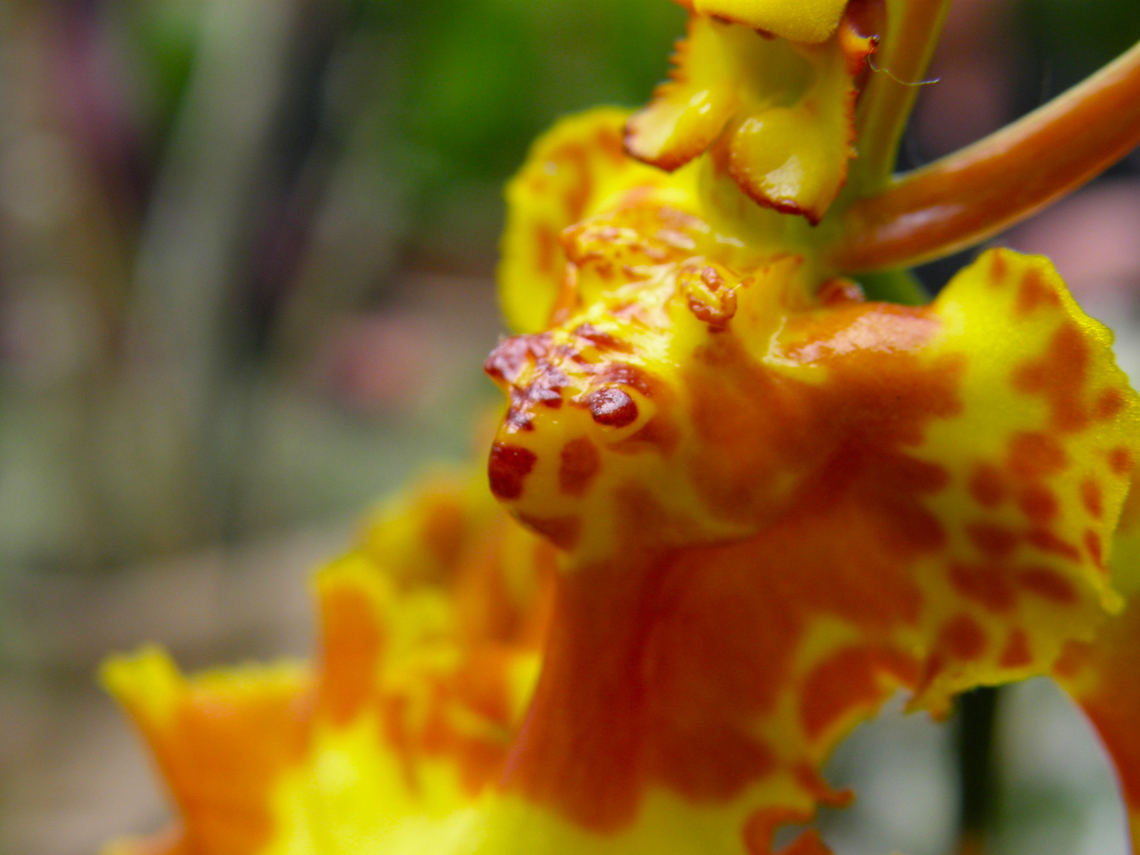 Psychopsis papilio Orchid exhibit in the Botanical Garden of Leuven, Belgium.  Belgium,Geotagged,Psychopsis papilio,Spring,The Butterfly Psychopsis