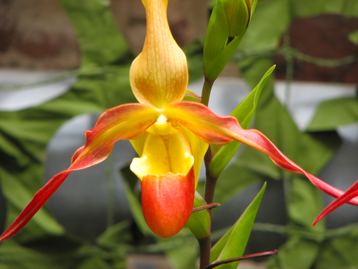 Phragmipedium Eric Young Orchid exhibit in the Botanical Garden of Leuven, Belgium.  Belgium,Geotagged,Phragmipedium Eric Young,Phragmipedium besseae &times; Phragmipedium longifolium,Spring