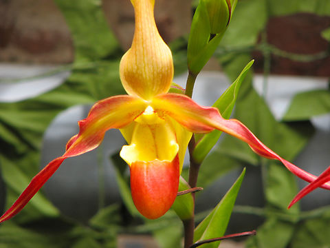 Phragmipedium Eric Young Orchid exhibit in the Botanical Garden of Leuven, Belgium.  Belgium,Geotagged,Phragmipedium Eric Young,Phragmipedium besseae × Phragmipedium longifolium,Spring