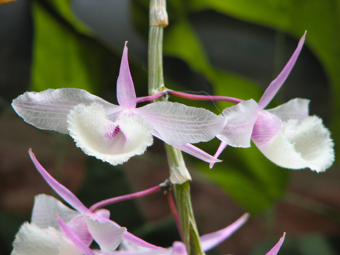 Hooded orchid - Dendrobium aphyllum Orchid exhibit in the Botanical Garden of Leuven, Belgium.  Belgium,Dendrobium aphyllum,Geotagged,Hooded orchid,Spring