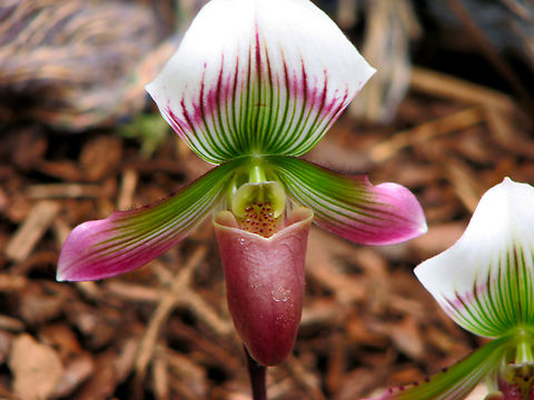 Paphiopedilum_callosum Orchid exhibit in the Botanical Garden of Leuven, Belgium.  Belgium,Geotagged,Paphiopedilum callosum,Spring
