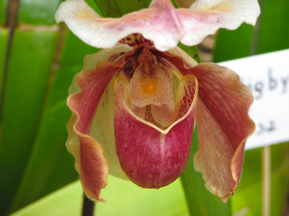 Paphiopedilum insigne Orchid exhibit in the Botanical Garden of Leuven, Belgium.  Belgium,Geotagged,Paphiopedilum insigne,Spring