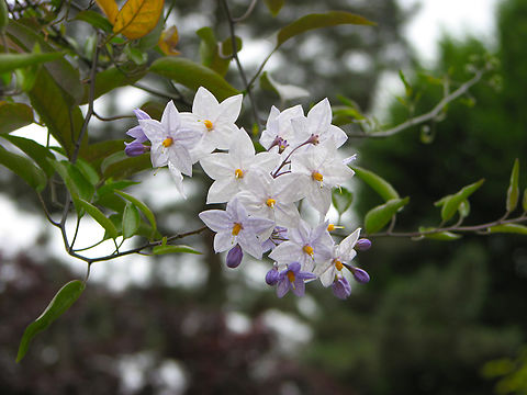 Potato vine - Solanum laxum Kruidtuin, Leuven.  Belgium,Geotagged,Solanum laxum,Spring