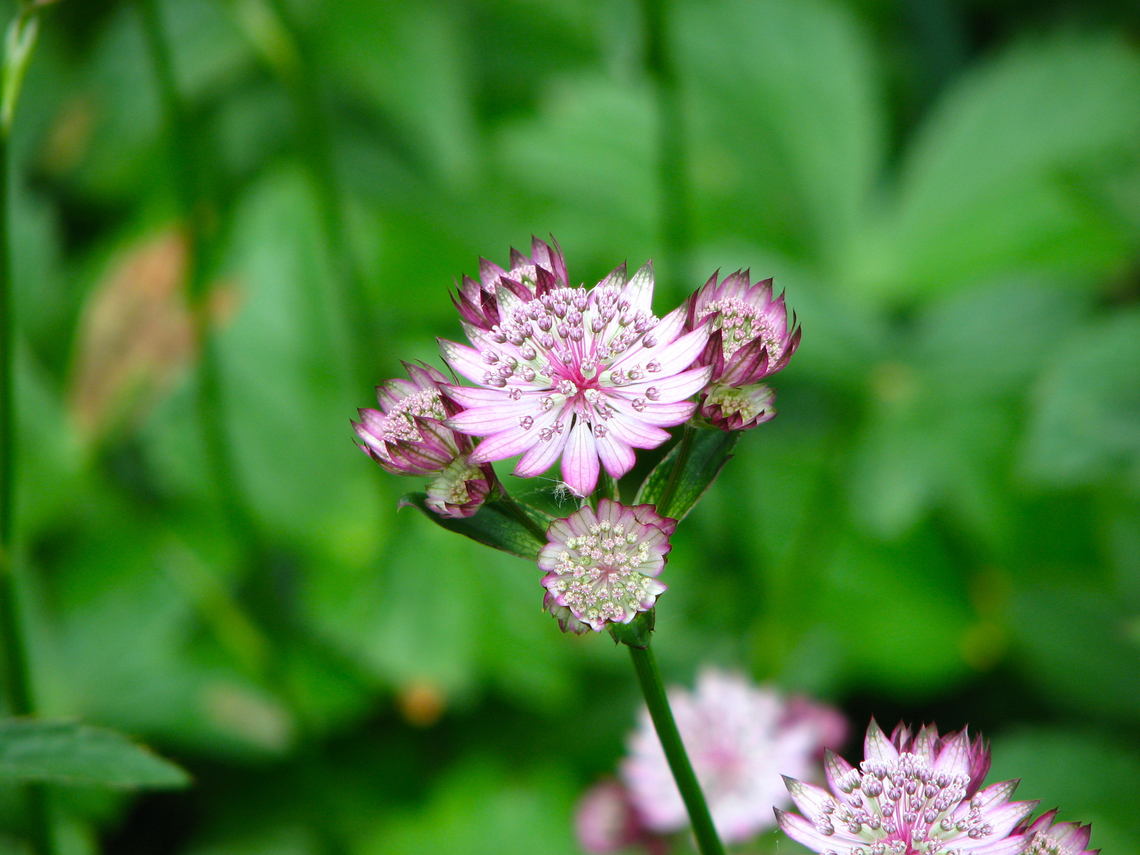 Great Masterwort - Astrantia major Kruidtuin, Leuven.  Astrantia major,Belgium,Geotagged,Great Masterwort,Spring