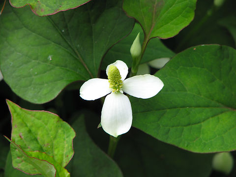 Chameleon - Houttuynia cordata Kruidtuin, Leuven.  Belgium,Chameleon,Geotagged,Houttuynia cordata,Spring