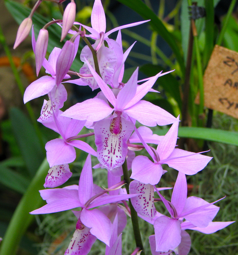 Barkeria spectabilis Orchid exhibit in the Botanical Garden of Leuven, Belgium.  Barkeria spectabilis,Belgium,Geotagged,Spring