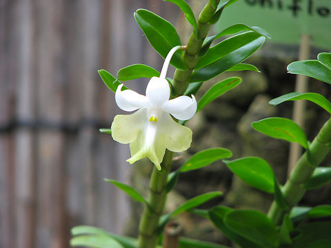 Dendrobium uniflorum Orchid exhibit in the Botanical Garden of Leuven, Belgium.  Belgium,Dendrobium uniflorum,Geotagged,Spring