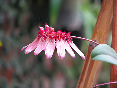 Pale umbrella orchid - Bulbophyllum longiflorum Orchid exhibit in the Botanical Garden of Leuven, Belgium.  Belgium,Bulbophyllum longiflorum,Geotagged,Pale umbrella orchid,Spring