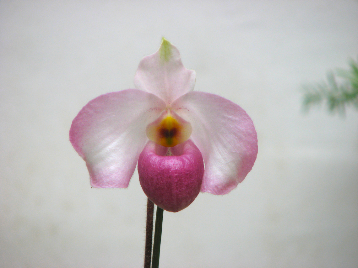 Paphiopedilum delenatii Orchid exhibit in the Botanical Garden of Leuven, Belgium.  Belgium,Geotagged,Paphiopedilum delenatii,Spring