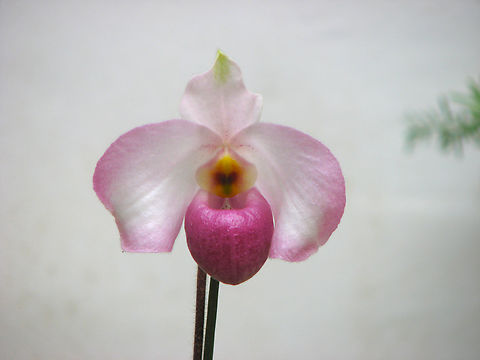 Paphiopedilum delenatii Orchid exhibit in the Botanical Garden of Leuven, Belgium.  Belgium,Geotagged,Paphiopedilum delenatii,Spring