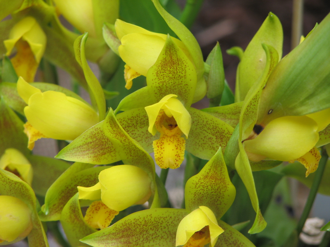 Grogan's Lycaste - Lycaste aromatica x Lycaste deppei Orchid exhibit in the Botanical Garden of Leuven, Belgium.  Belgium,Geotagged,Grogan's Lycaste,Lycaste aromatica x Lycaste deppei,Spring