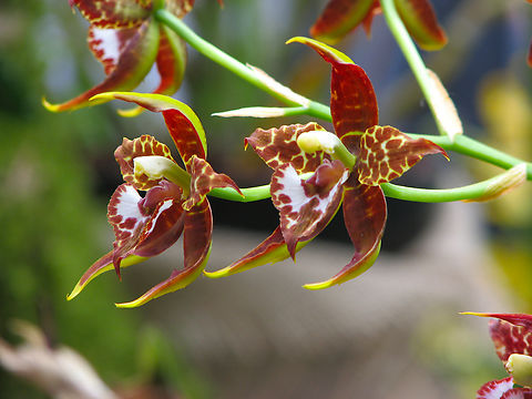 The Heart-Shaped Rhynchostele - Rhynchostele cordata Orchid exhibit in the Botanical Garden of Leuven, Belgium.  Belgium,Geotagged,Rhynchostele cordata,Spring,The Heart-Shaped Rhynchostele
