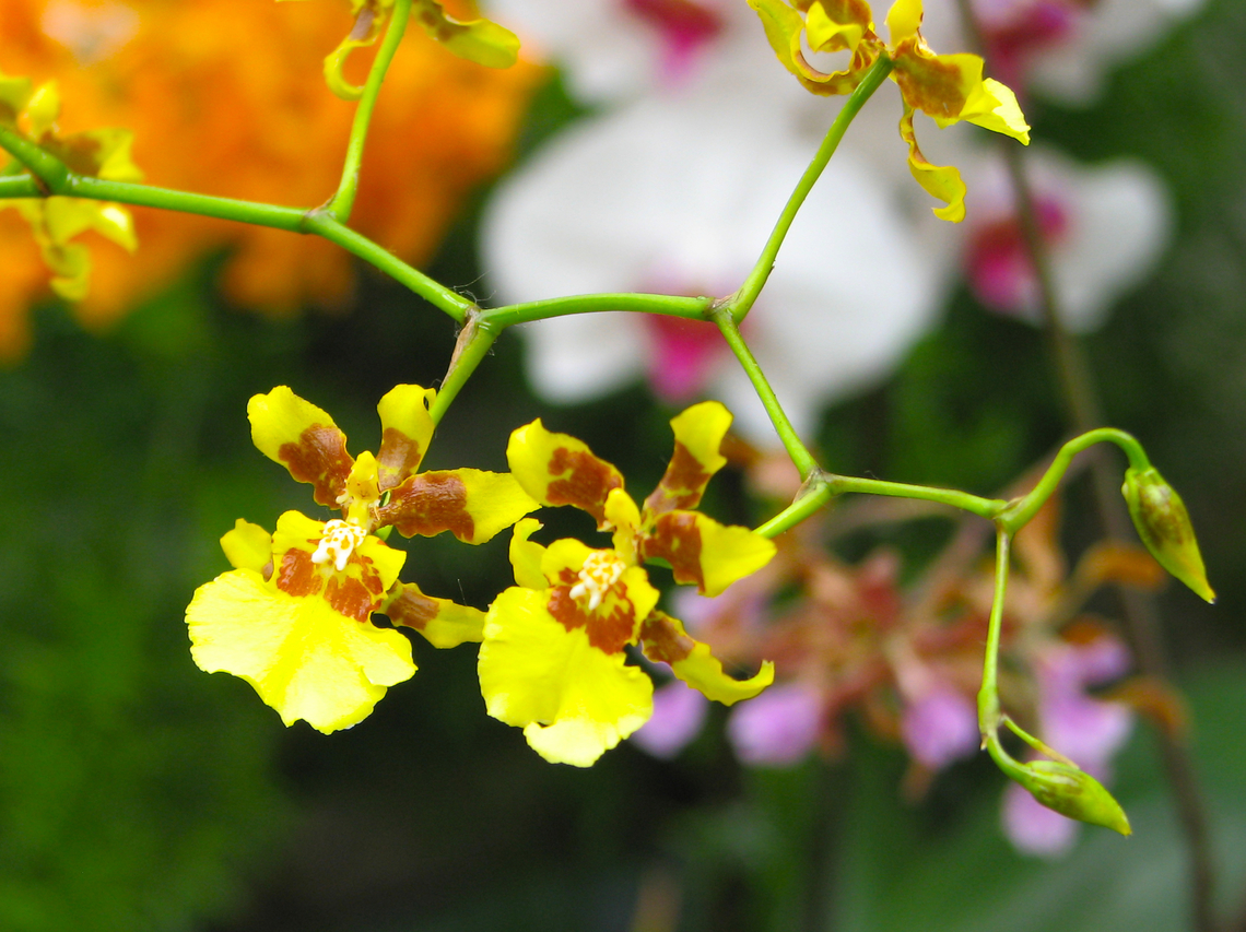 Oncidesa Golden Wish Orchid exhibit in the Botanical Garden of Leuven, Belgium.  Belgium,Geotagged,Gomesa flexuosa x Oncidium sphacelatum,Oncidesa Golden Wish,Spring