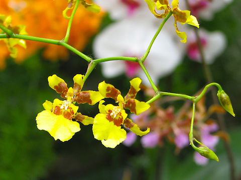 Oncidesa Golden Wish Orchid exhibit in the Botanical Garden of Leuven, Belgium.  Belgium,Geotagged,Gomesa flexuosa x Oncidium sphacelatum,Oncidesa Golden Wish,Spring