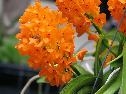 Ascocentrum/ Vanda miniatum Orchid exhibit in the Botanical Garden of Leuven, Belgium.  Belgium,Geotagged,Rust-red ascocentrum,Spring,Vanda miniatum