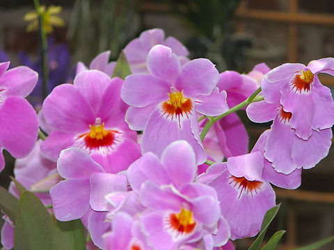 Miltoniopsis Jean Carlson Orchid exhibit in the Botanical Garden of Leuven, Belgium.  Belgium,Geotagged,Miltoniopsis Jean Carlson,Miltoniopsis vexillaria x Miltoniopsis roezlii x Miltoniopsis phalaenopsis,Spring