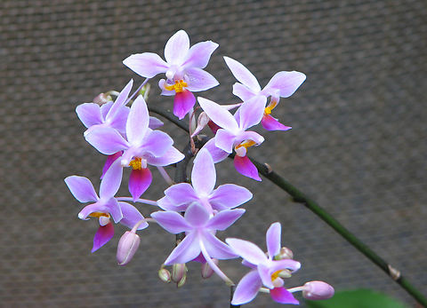 Phalaenopsis equestris Orchid exhibit in the Botanical Garden of Leuven, Belgium.  Belgium,Geotagged,Phalaenopsis equestris,Spring