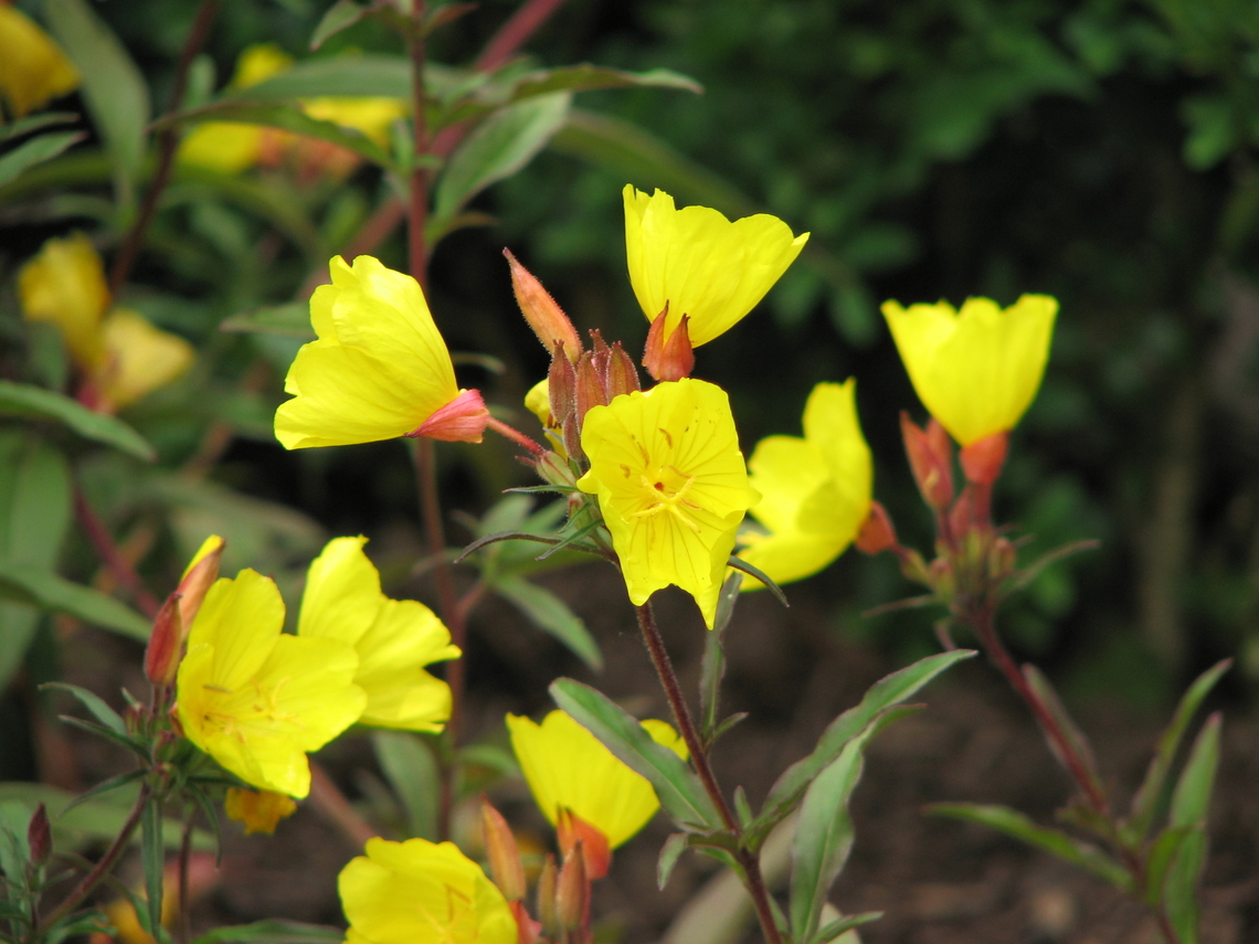 Oenothera macrocarpa Kruidtuin Lueven (botanical garden). Belgium,Geotagged,Oenothera macrocarpa,Spring
