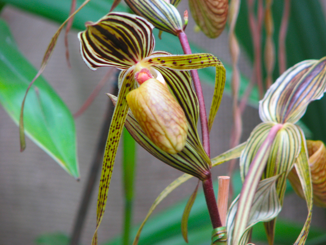 Paphiopedilum Saint Swithin Orchid exhibit in the Botanical Garden of Leuven, Belgium.  Belgium,Geotagged,Paphiopedilum Saint Swithin,Paphiopedilum philippinense × Paphiopedilum rothschildianum,Spring
