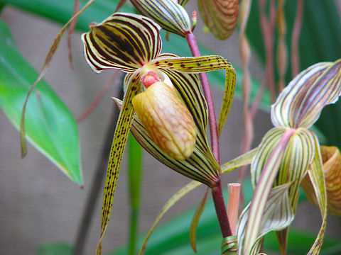 Paphiopedilum Saint Swithin Orchid exhibit in the Botanical Garden of Leuven, Belgium.  Belgium,Geotagged,Paphiopedilum Saint Swithin,Paphiopedilum philippinense × Paphiopedilum rothschildianum,Spring