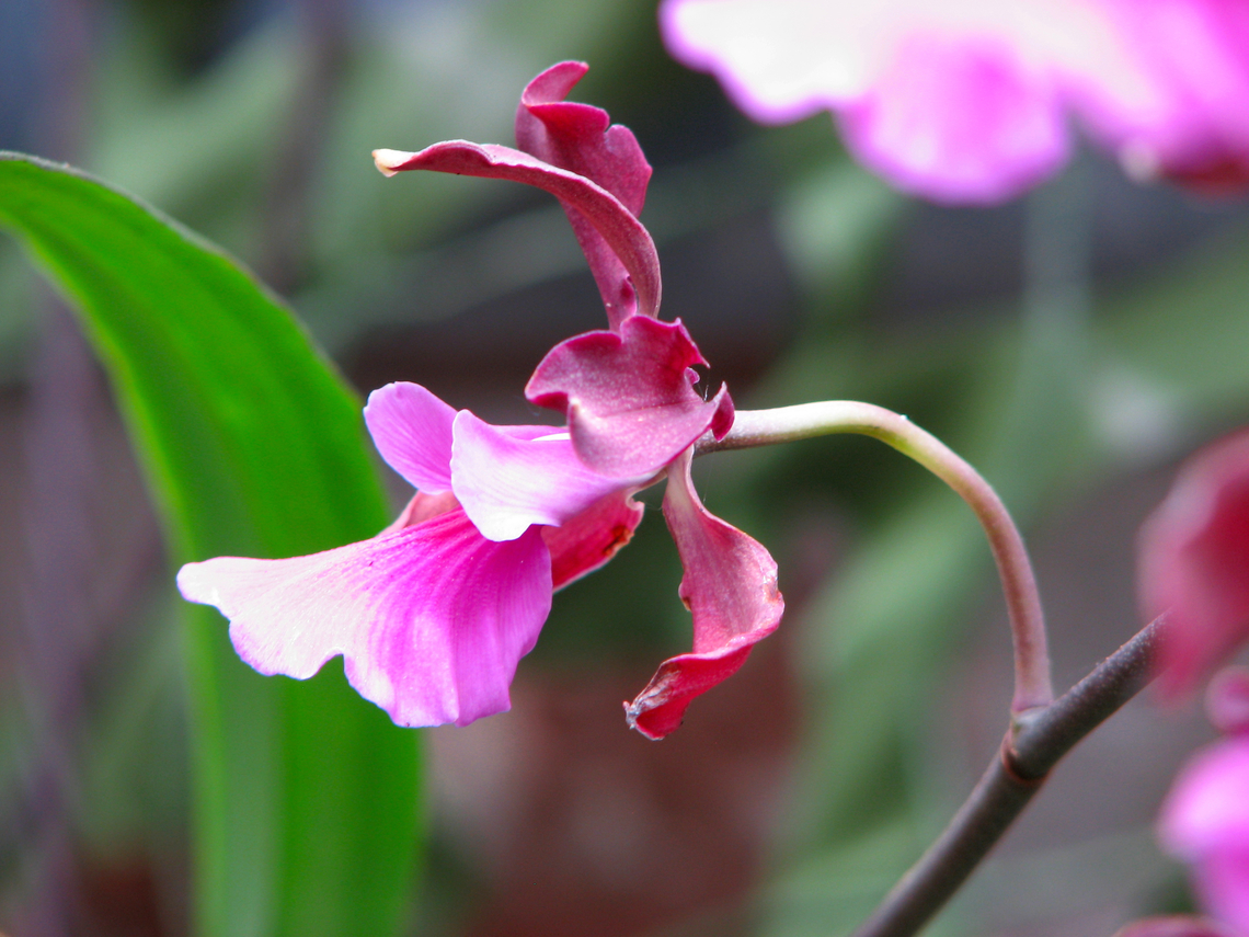 Encyclia cordigera Orchid exhibit in the Botanical Garden of Leuven, Belgium.  Belgium,Encyclia cordigera,Geotagged,Spring